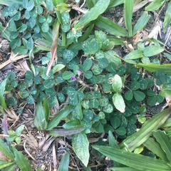 Grona triflora