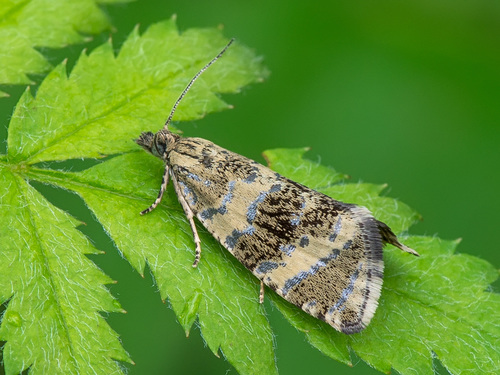 Olethreutes metallicana (Hübner, 1796-1799)