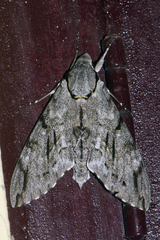 Psilogramma