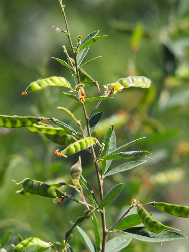 Pigeon Pea