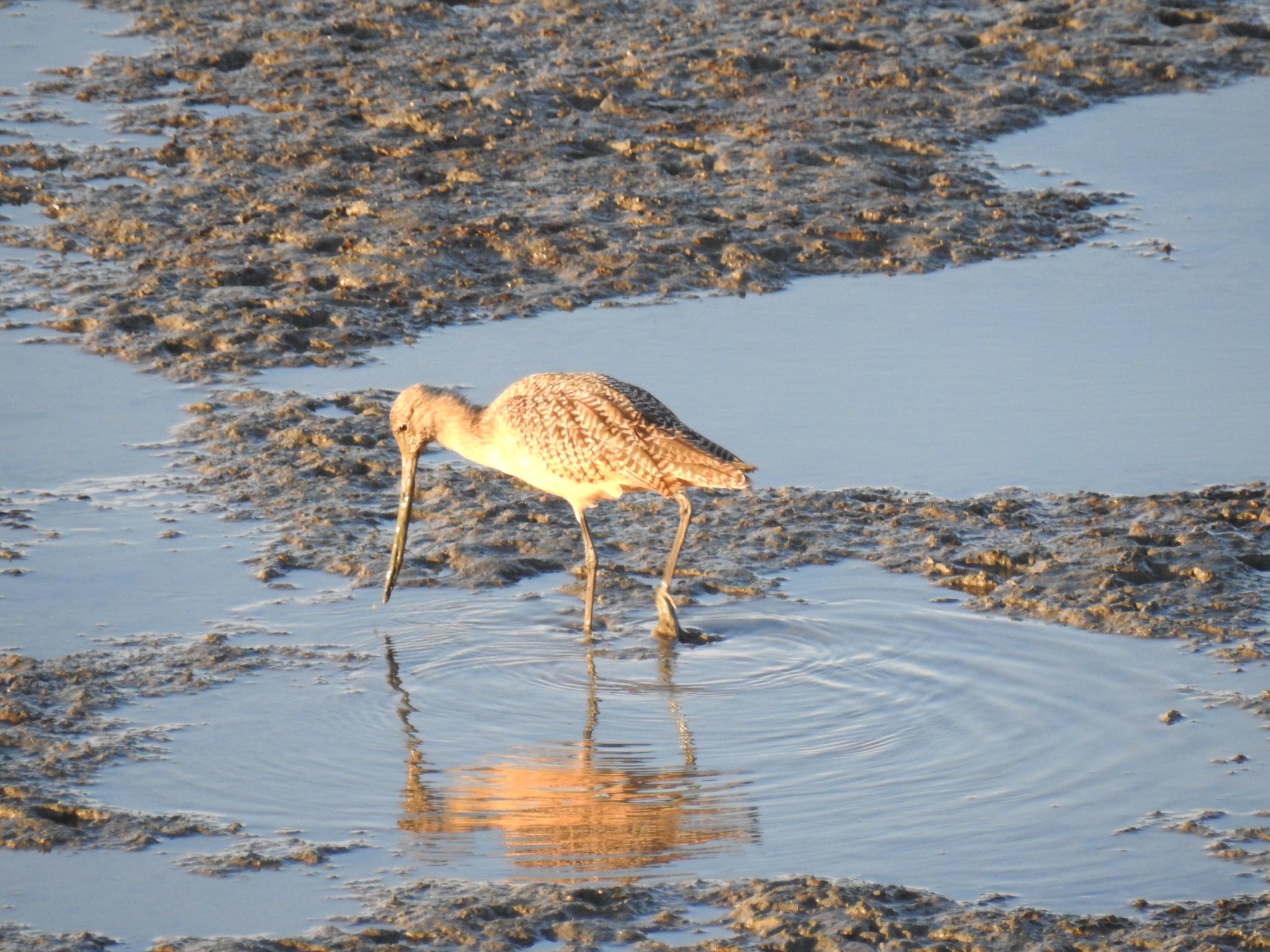 Marbled Godwit
