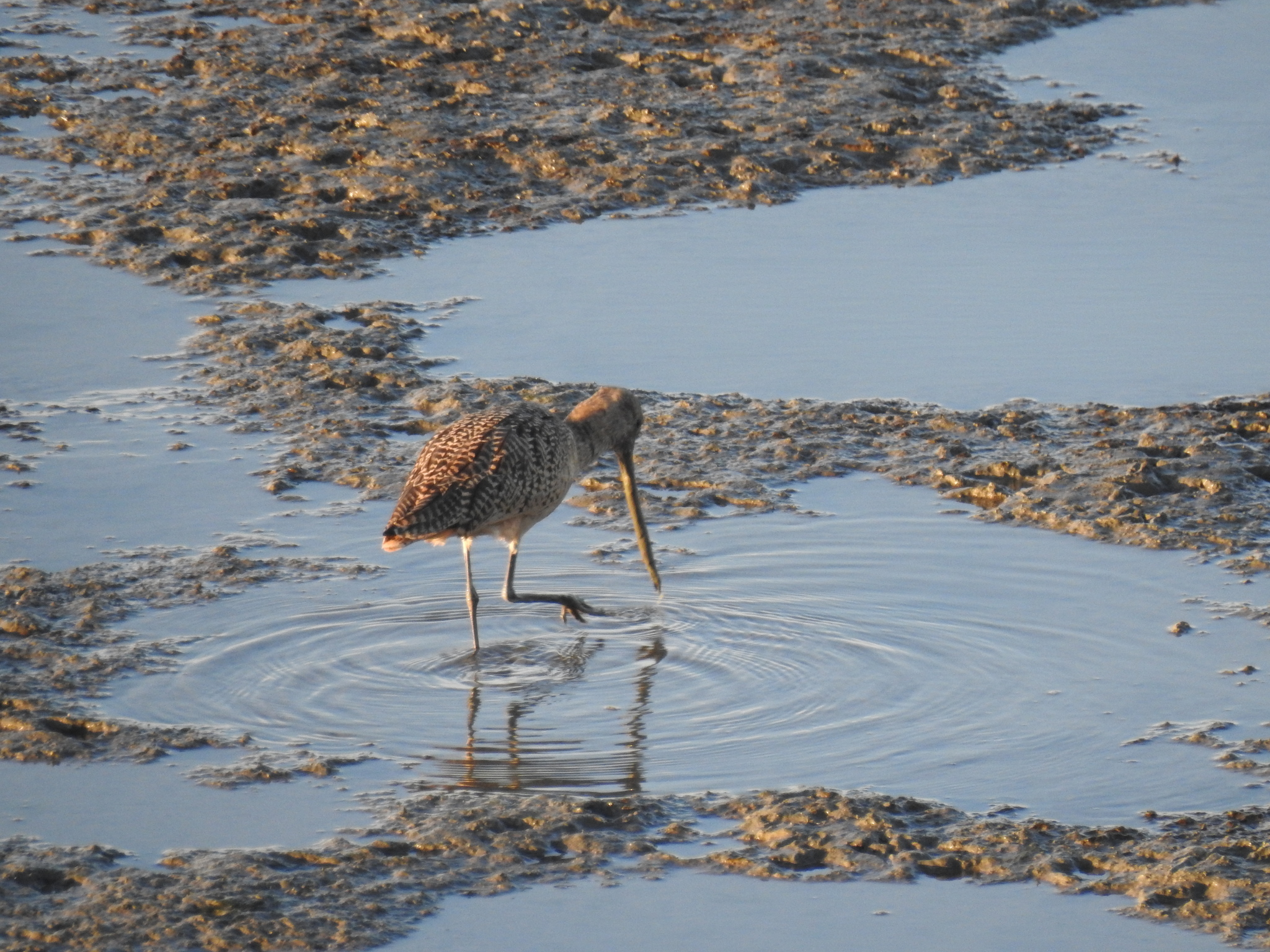 Marbled Godwit