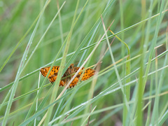 Boloria aquilonaris