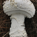 Smith's Amanita - Photo (c) Christian Schwarz, some rights reserved (CC BY-NC)
