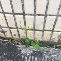 Youngia japonica