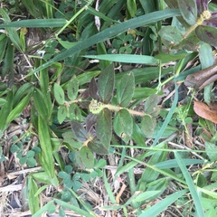 Euphorbia hirta