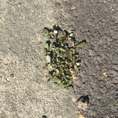 Portulaca oleracea