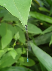 Aciagrion occidentale