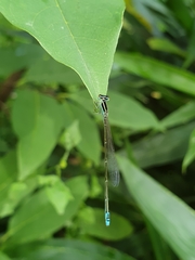 Aciagrion occidentale