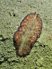 Pseudobiceros fulgor