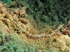 Halicampus macrorhynchus