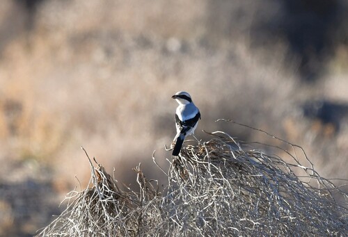 Great Gray Shrike
