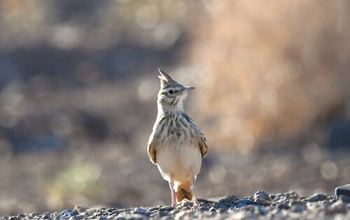 Crested Lark