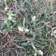 Gomphrena celosioides