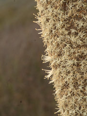 Xanthorrhoea fulva