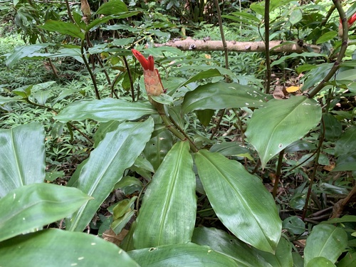 Spiral ginger (Costus pulverulentus)