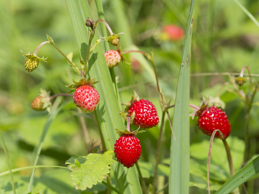 Strawberries (rosaceae (rose) Of The Pacific Northwest) · Inaturalist