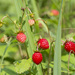 Strawberries - Photo (c) Vladimir Bryukhov, some rights reserved (CC BY-NC), uploaded by Vladimir Bryukhov