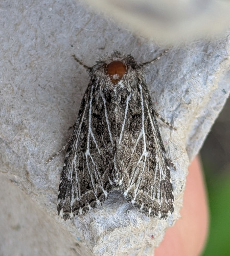 Tholera americana