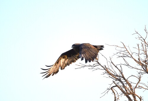 Long-legged Buzzard