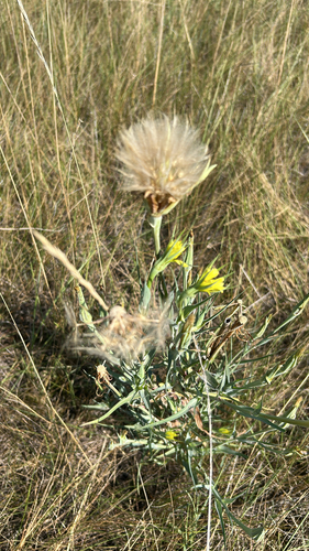 Yellow Salsify