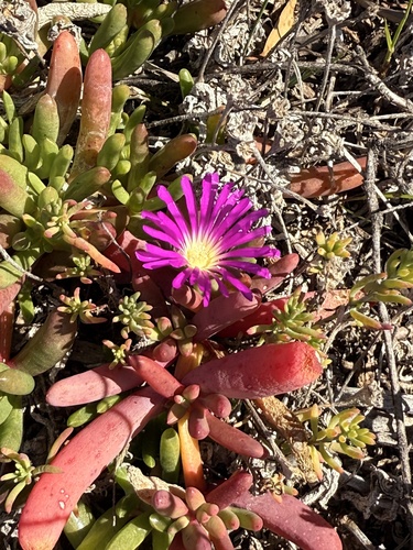 Purple Dewplant
