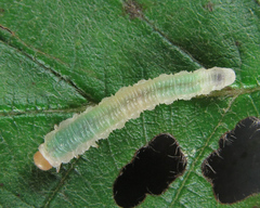 Nematinus fuscipennis