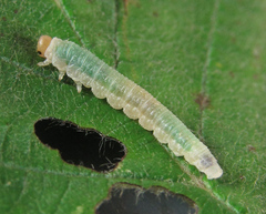 Nematinus fuscipennis