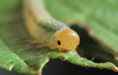 Nematinus fuscipennis