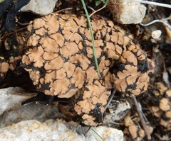 Placidium squamulosum