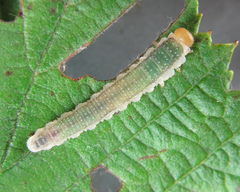 Nematinus fuscipennis