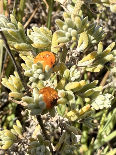 ruby saltbush
