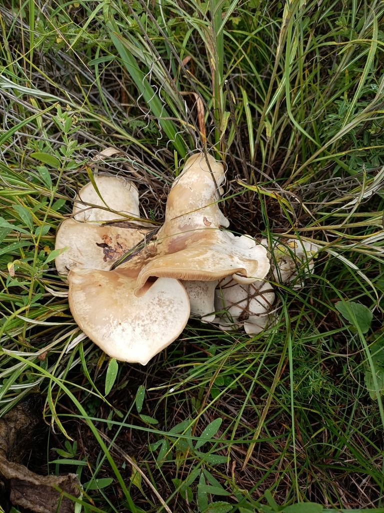 Aspropaxillus giganteus