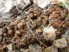 Placidium squamulosum