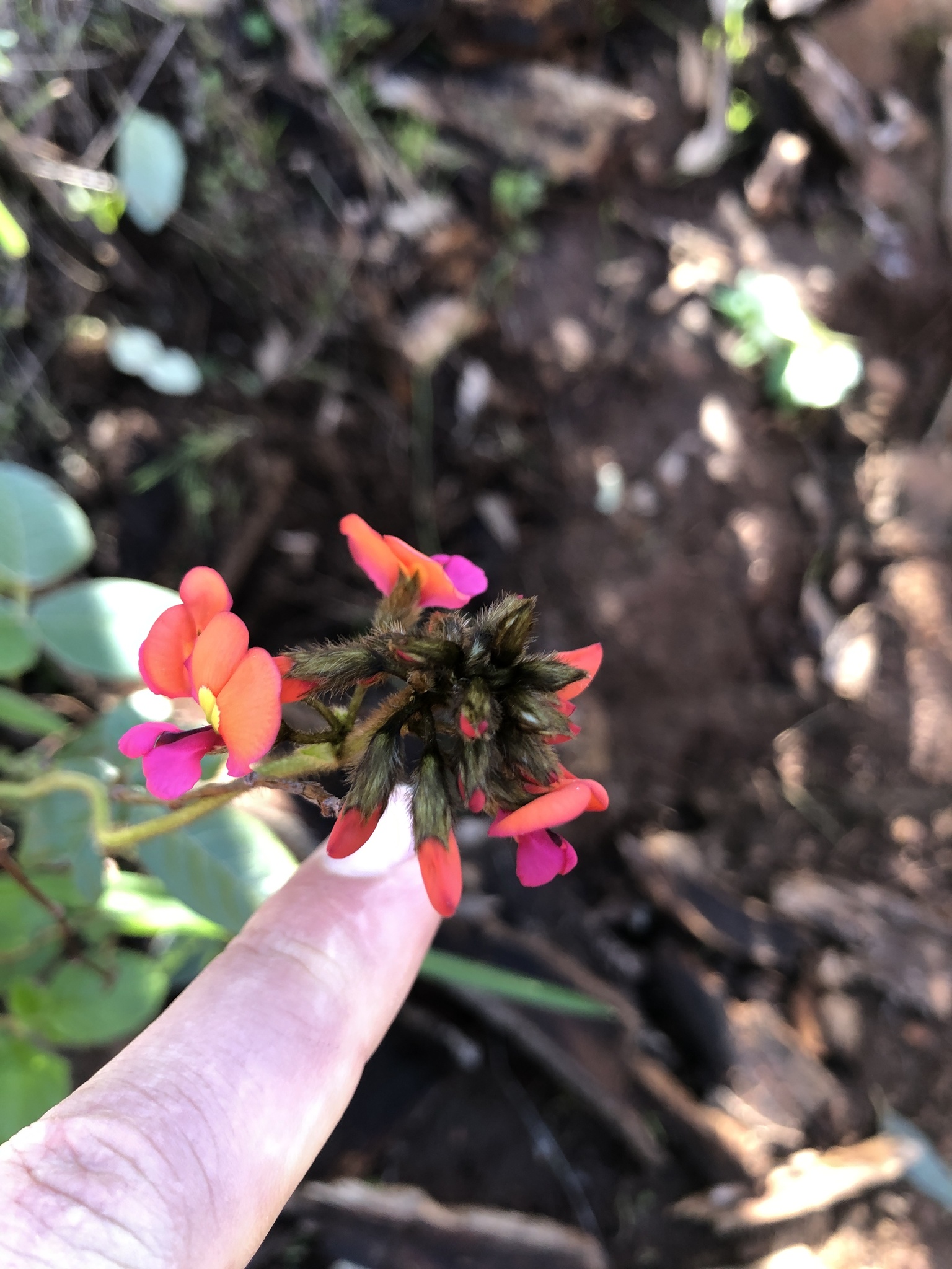 Imagem de Kennedia coccinea