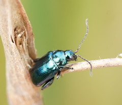 Arsipoda chrysis