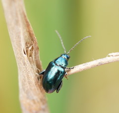 Arsipoda chrysis