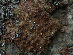 Pseudocyphellaria wilkinsii