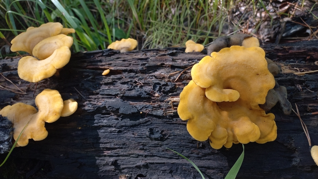 Phyllotopsis nidulans · August 2025 · photo: © olkairkutsk (iNaturalist, cc-by)