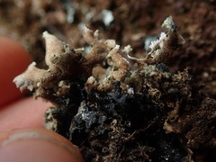 Pseudocyphellaria wilkinsii