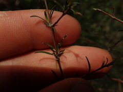 Coprosma intertexta