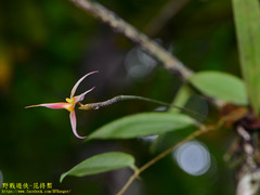 Bulbophyllum macrochilum