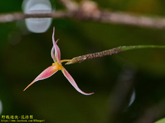 Bulbophyllum macrochilum