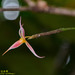 Bulbophyllum macrochilum - Photo (c) Kinmatsu Lin, μερικά δικαιώματα διατηρούνται (CC BY-NC), uploaded by Kinmatsu Lin