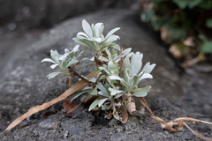 Crossostephium chinense
