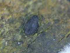 Hysterium acuminatum