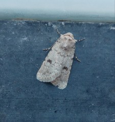 Agrotis cinerea