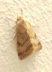 Heliothis nubigera