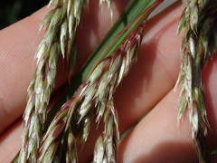 Anthoxanthum redolens