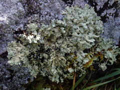 Flavoparmelia haysomii